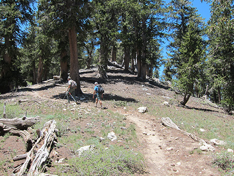 Griffith Peak Trail