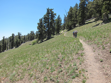 Griffith Peak Trail