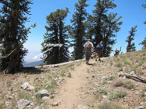 Griffith Peak Trail