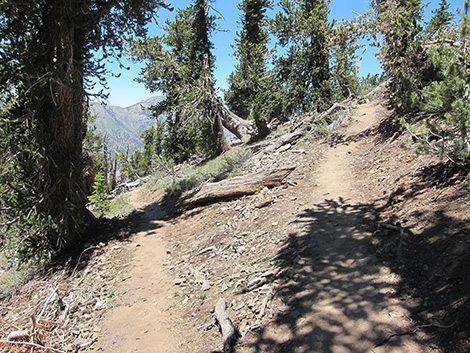 Griffith Peak Trail