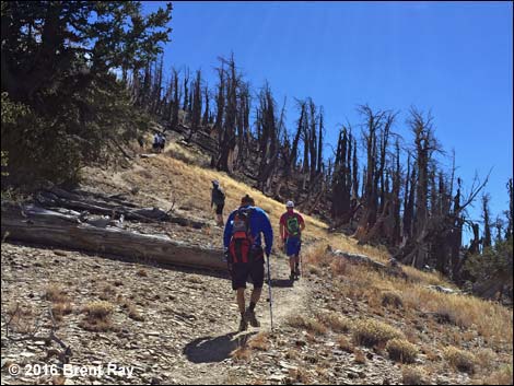 Griffith Peak Trail