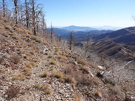 Harris Saddle Trail