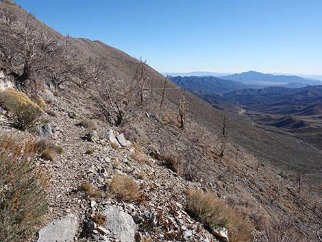 Harris Saddle Trail