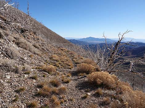 Harris Saddle Trail