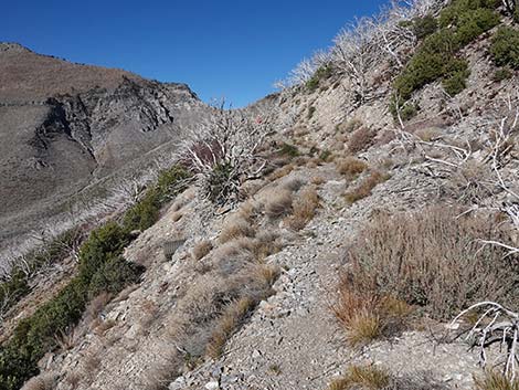 Harris Saddle Trail