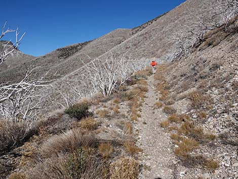 Harris Saddle Trail