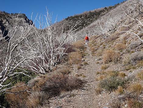 Harris Saddle Trail