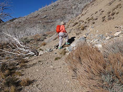 Harris Saddle Trail