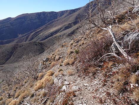 Harris Saddle Trail