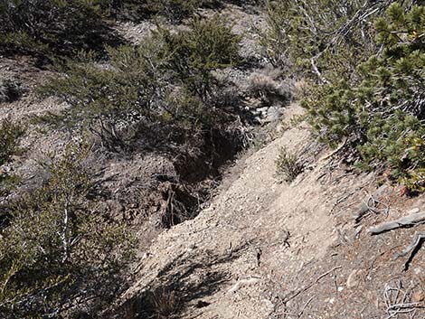 Harris Saddle Trail