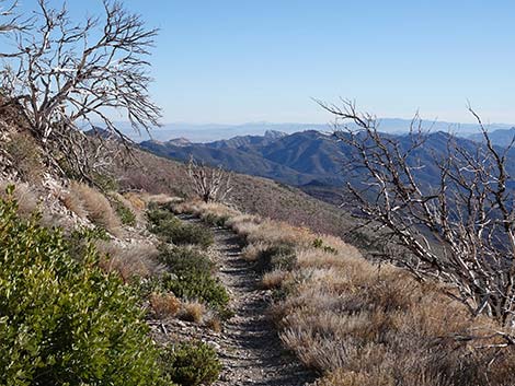 Harris Saddle Trail