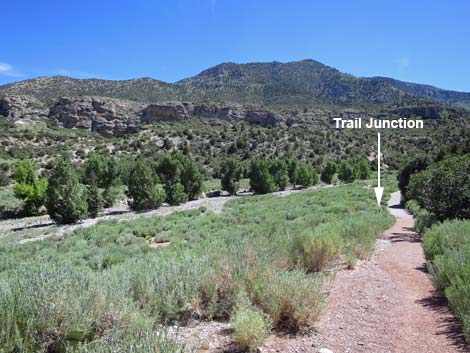 Escarpment Trail