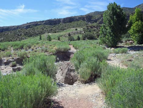 Escarpment Trail