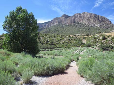 Escarpment Trail