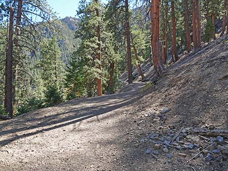 Cathedral Rock Trail