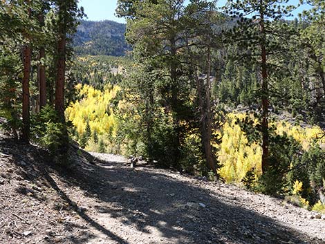 Cathedral Rock Trail