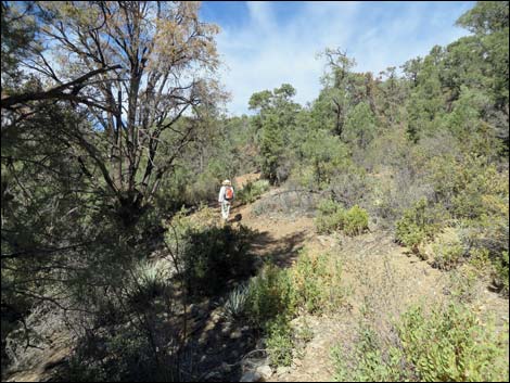 Lovell Canyon Trail