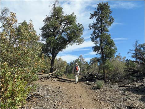 Lovell Canyon Trail