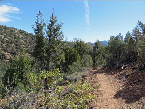 Lovell Canyon Trail