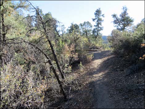 Lovell Canyon Trail