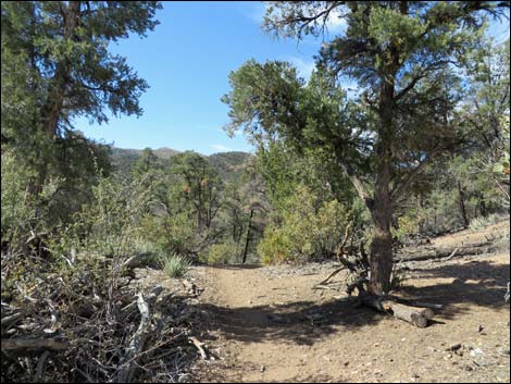 Lovell Canyon Trail