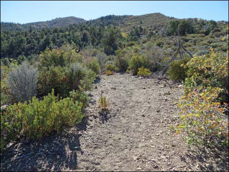 Lovell Canyon Trail