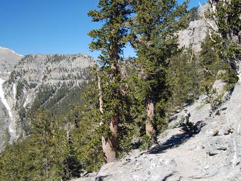 North Loop Trail -- North Ridge