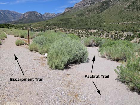 Pack Rat Trail