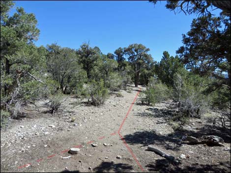 Big Sawmill Loop Trail