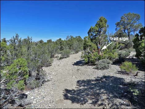 Big Sawmill Loop Trail