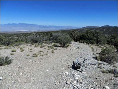 Big Sawmill Loop Trail