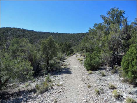 Big Sawmill Loop Trail