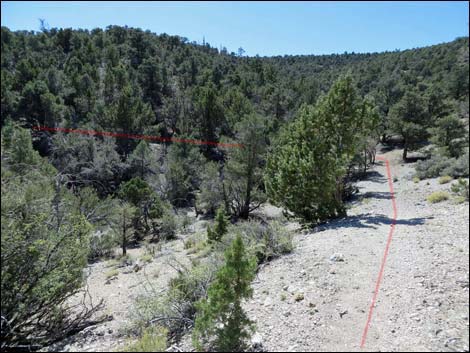 Big Sawmill Loop Trail