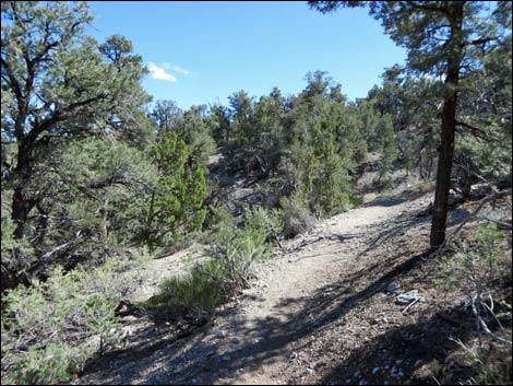 Big Sawmill Loop Trail