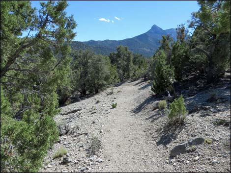 Big Sawmill Loop Trail