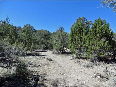 Big Sawmill Loop Trail