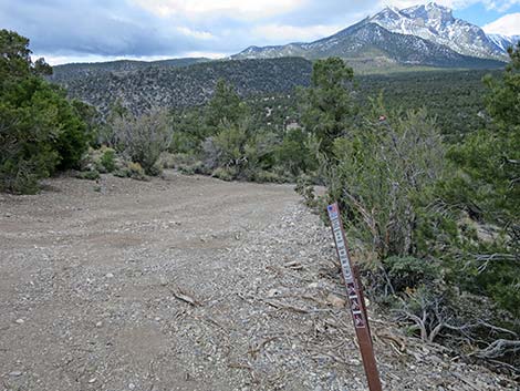 Blue Tree Loop Trail