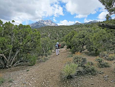 Blue Tree Loop Trail