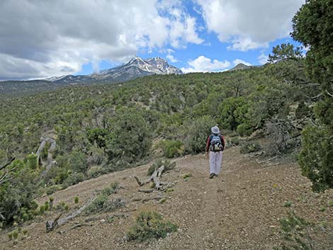 Blue Tree Loop Trail