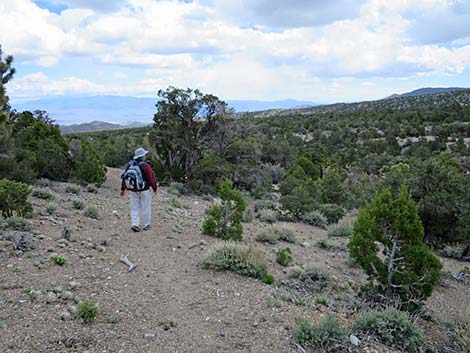 Blue Tree Loop Trail