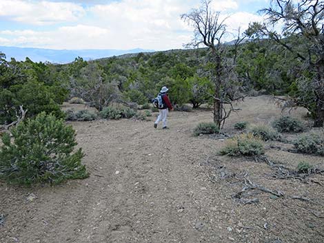 Blue Tree Loop Trail