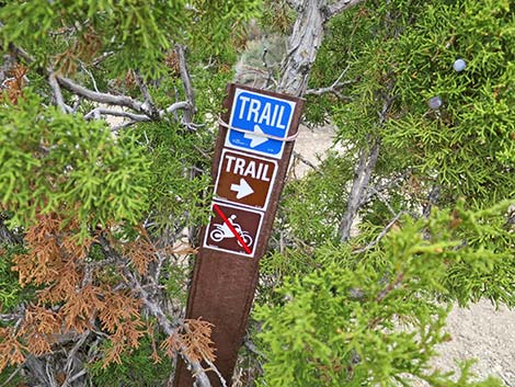 Blue Tree Loop Trail