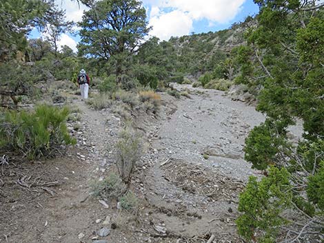 Blue Tree Loop Trail