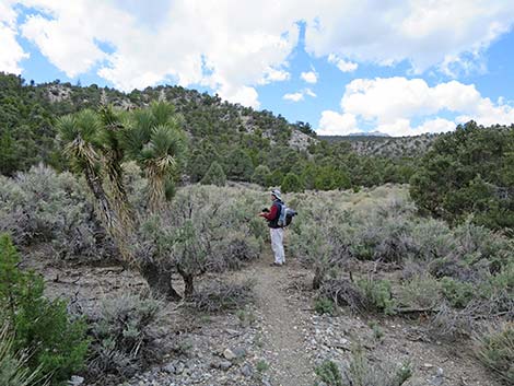 Blue Tree Loop Trail