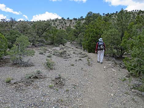 Blue Tree Loop Trail