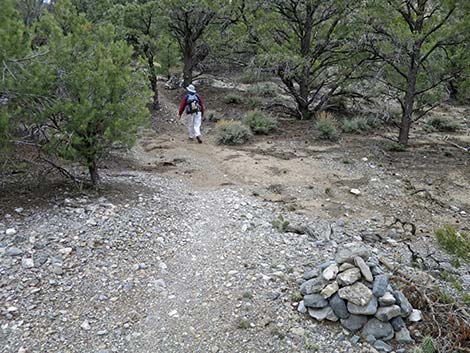 Blue Tree Loop Trail