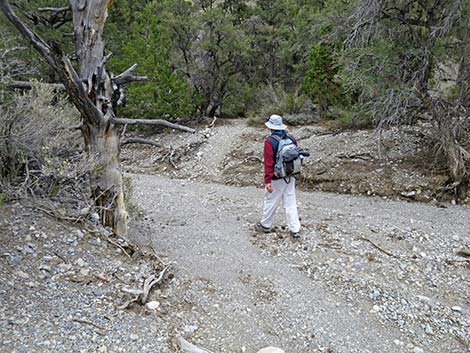 Blue Tree Loop Trail