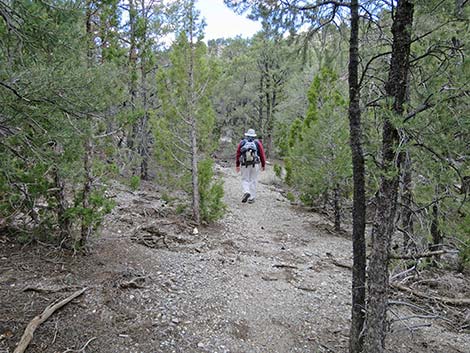 Blue Tree Loop Trail