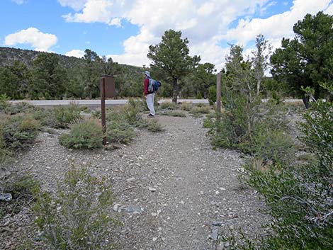 Blue Tree Loop Trail