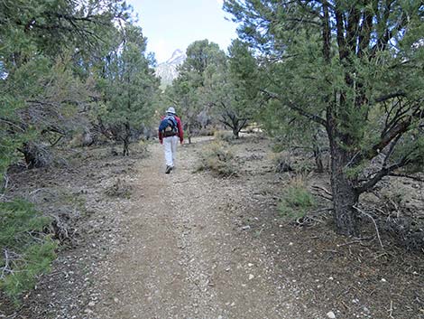 Blue Tree Loop Trail